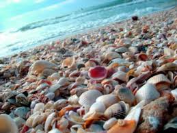 Lido Key shelling?! I did see some shells at the Lido Key beach
